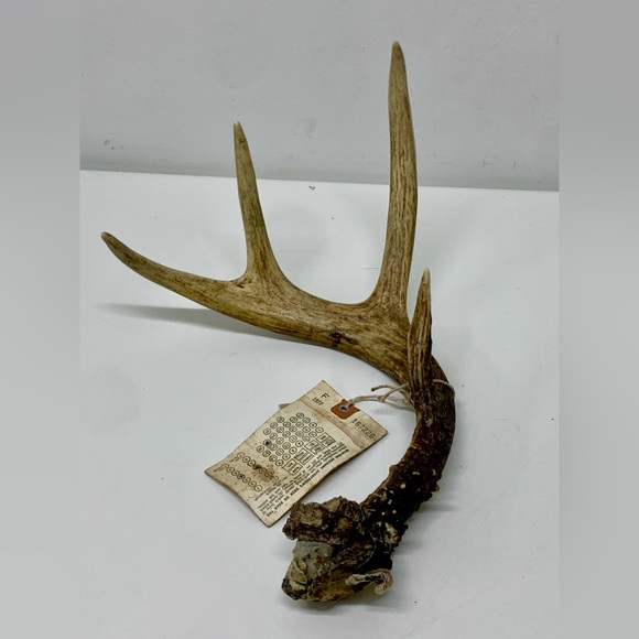 Vintage Upper Peninsula Michigan Deer Antler 15.3oz/433g 1977 - Picture 13 of 14